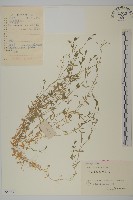 雀舌草藏品圖，第1張