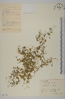 安徽繁縷藏品圖，第1張