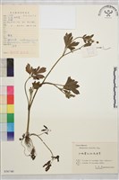 辣子草、揚子毛茛藏品圖，第1張