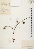 山胡椒藏品圖，第1張