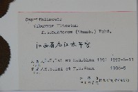 蝴蠂莢迷藏品圖，第2張