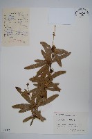 濠豬刺藏品圖，第1張