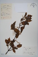 青榨槭藏品圖，第1張