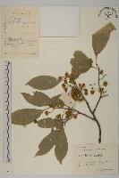 短梗南蛇藤藏品圖，第1張