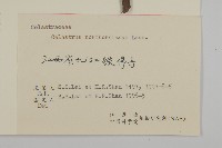 短梗南蛇藤藏品圖，第3張