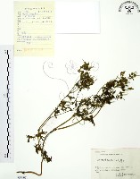 野老鸛草藏品圖，第1張