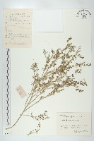 臭濱芥、臭薺藏品圖，第1張