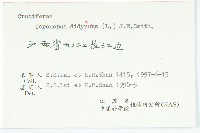 臭濱芥、臭薺藏品圖，第3張