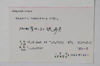 秋海棠藏品圖，第2張