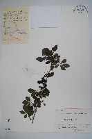 五加藏品圖，第1張