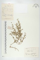 廣東葶藶藏品圖，第1張