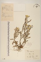 鼠麴草藏品圖，第1張