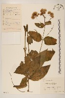 華澤蘭藏品圖，第1張