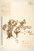 假吐金菊藏品圖，第1張