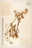 苦滇菜、苦菜藏品圖，第1張