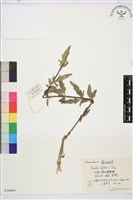 灌木鐵線蓮藏品圖，第1張