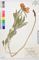 芍藥藏品圖，第1張