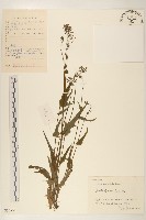 多頭苦菜、野剪刀股藏品圖，第1張