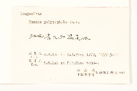 多頭苦菜、野剪刀股藏品圖，第3張