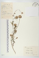 泥胡菜藏品圖，第1張