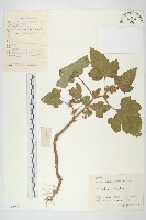 蒼耳藏品圖，第1張