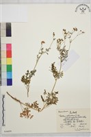 狹裂瓣蕊唐松草藏品圖，第1張