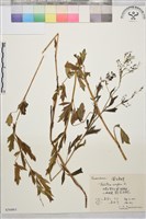 箭頭唐松草藏品圖，第1張