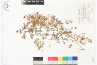 芹葉鐵線蓮藏品圖，第1張