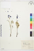 大花飛燕草藏品圖，第1張