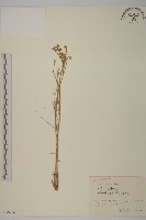 燈心草蚤綴藏品圖，第1張