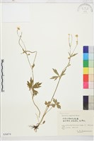 毛茛藏品圖，第1張