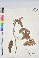 狼毒大戟藏品圖，第1張