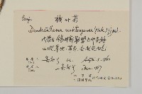 楔葉菊藏品圖，第2張