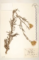 多頭麻花頭藏品圖，第1張