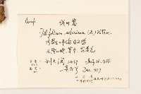 線葉菊藏品圖，第2張