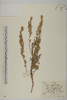 灰蓮蒿藏品圖，第1張