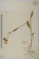 紫菀藏品圖，第1張