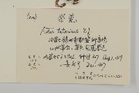 紫菀藏品圖，第2張