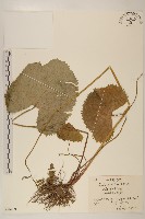 狹苞橐吾藏品圖，第1張