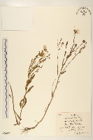 線葉旋覆花藏品圖，第1張