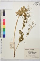 亞歐唐松草藏品圖，第1張