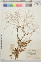 展枝唐松草藏品圖，第1張