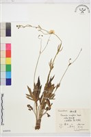 楔葉毛茛藏品圖，第1張