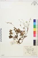 毛茛藏品圖，第1張