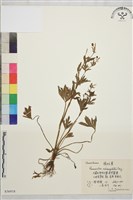 稜邊毛茛藏品圖，第1張