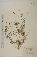 小花鬼針草藏品圖，第1張