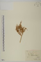 登錄號:S056960藏品圖，第1張