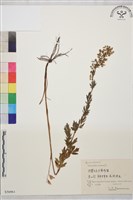 箭頭唐松草藏品圖，第1張