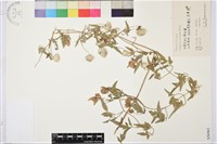 黃花鐵線蓮藏品圖，第1張