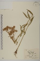 紫菀藏品圖，第1張